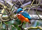 2) Kingfisher.jpg